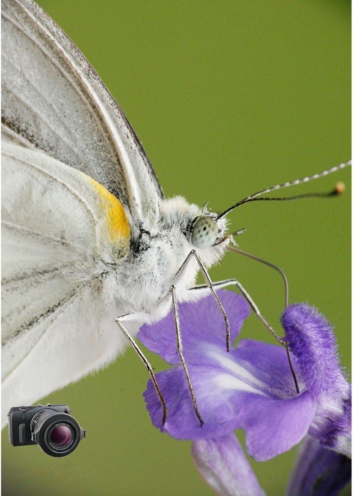 Raynox DCR-250 Super Macro Snap-On Lens - Image 4