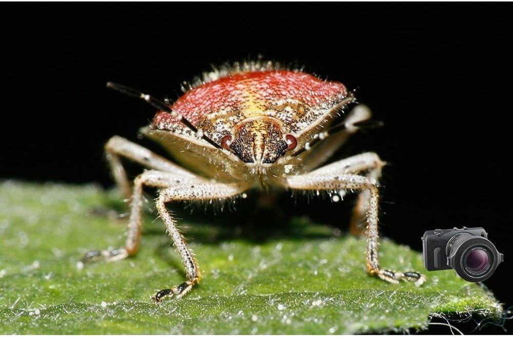 Raynox DCR-250 Super Macro Snap-On Lens - Image 6